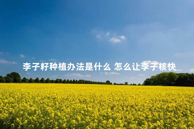 李子籽种植办法是什么 怎么让李子核快速发芽